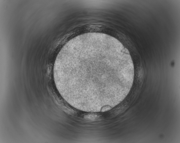 X0000115260759200912111140