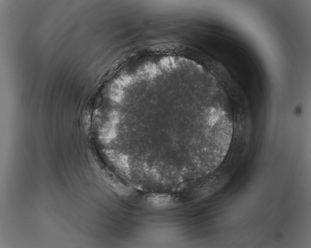 X0000115260767200912111140