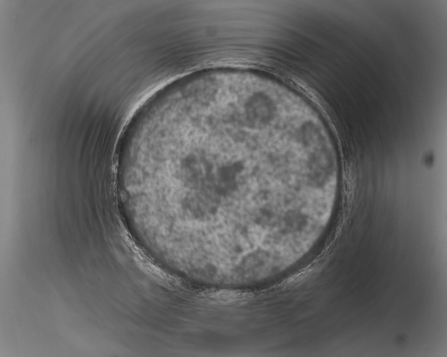 X0000115260779200912111139