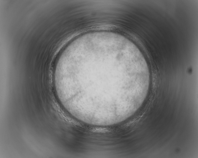 X0000115260835200912111138