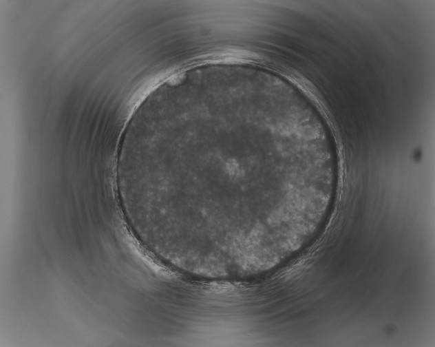 X0000115260850200912111138