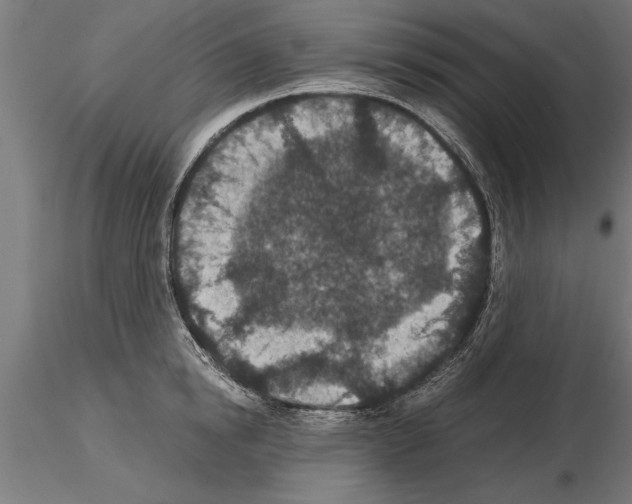 X0000115260854200912111139