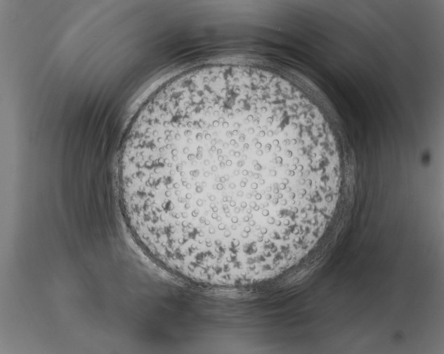 X0000115260855200912111139