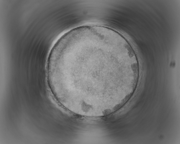 X0000115260864200912111139