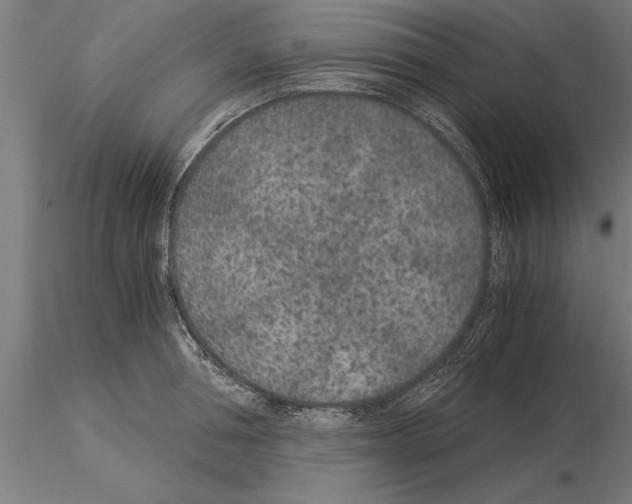 X0000115260994200912111136