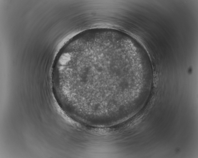 X0000115260995200912111136