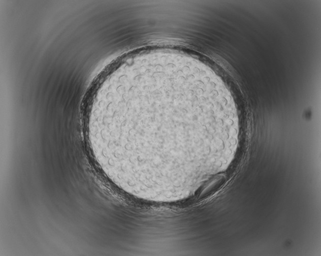 X0000115261022200912111135