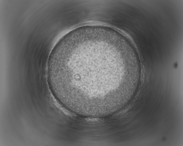 X0000115261231200912111132