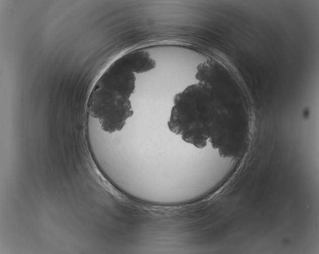 X0000115261236200912111132