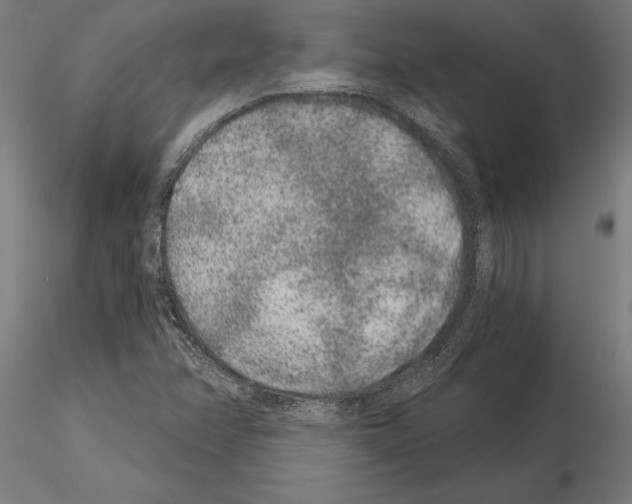 X0000115261358200912111130