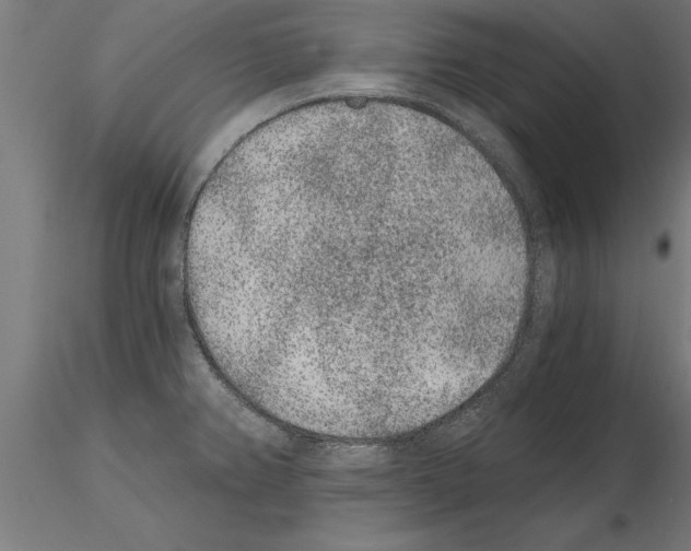 X0000115261382200912111130