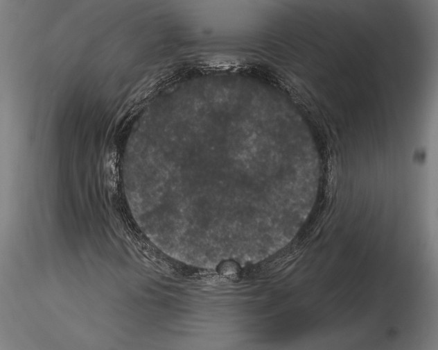 X0000115261394200912111129