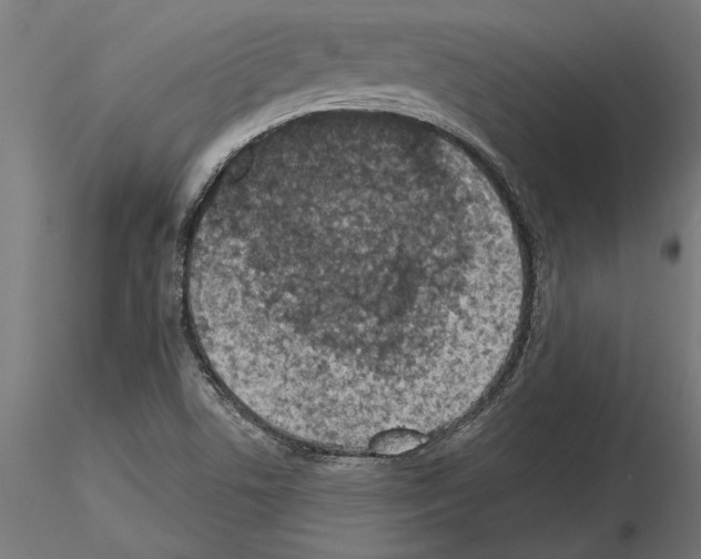 X0000115261506200912111128