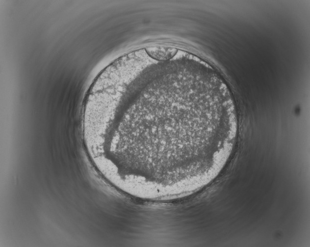 X0000115261522200912111128