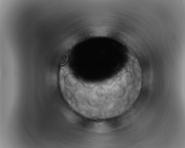 X0000115270309200911061313