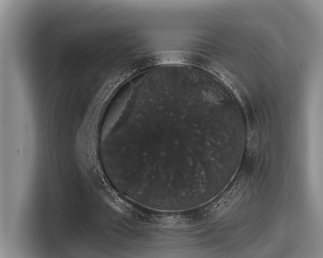 X0000115270385200911061312