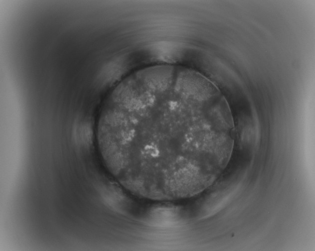 X0000115270595200911061309