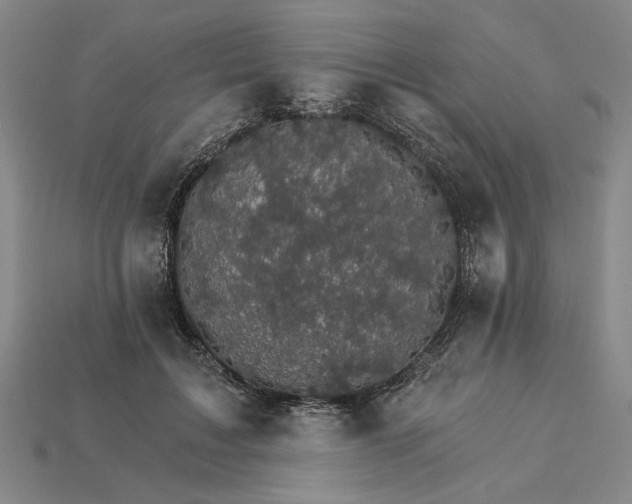 X0000115270603200911131809