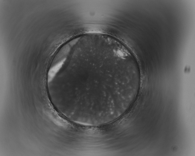 X0000115270385200911201733