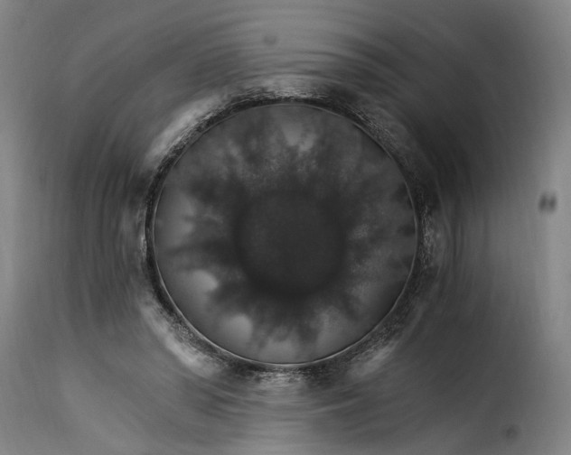X0000115270398200911201733