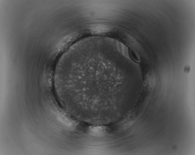 X0000115270452200911201732