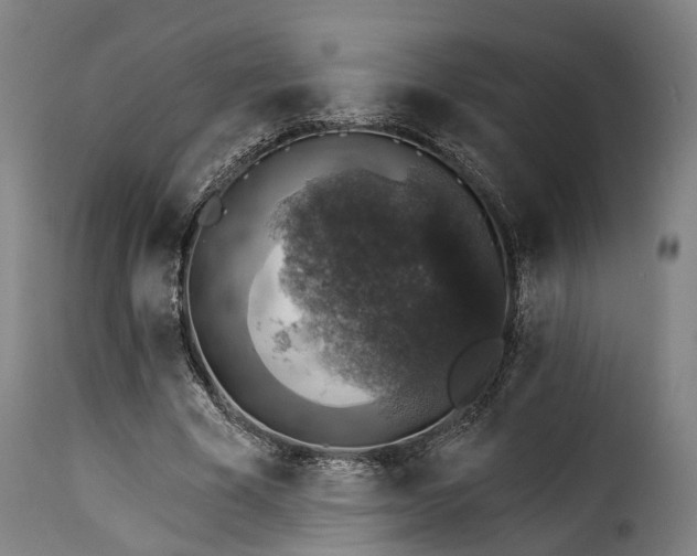 X0000115270585200911201731