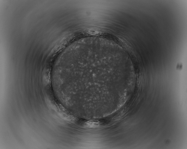 X0000115270606200911201730