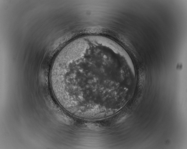 X0000115270681200911201729