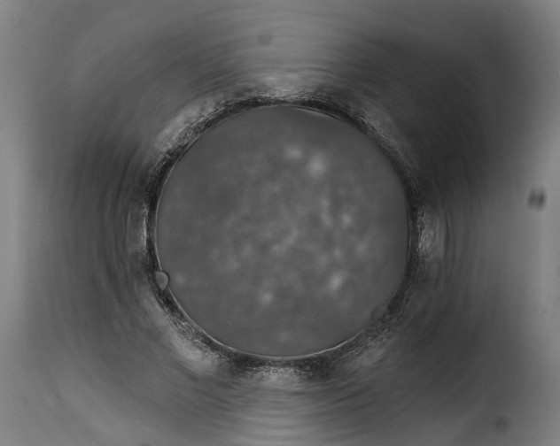 X0000115270685200911201729