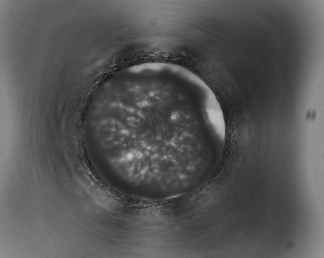 X0000115270769200911201728