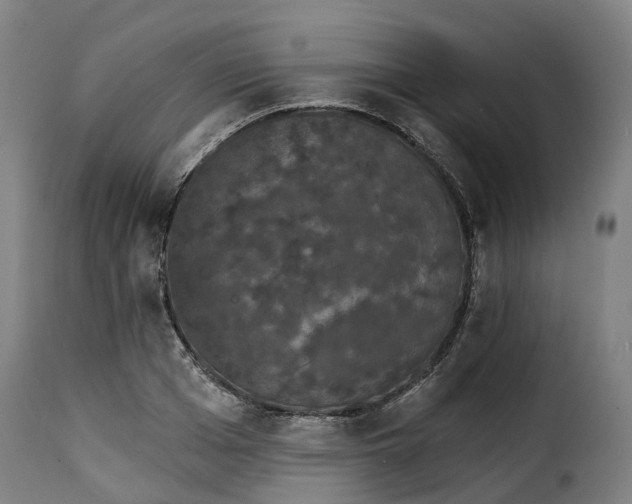 X0000115270985200911201725