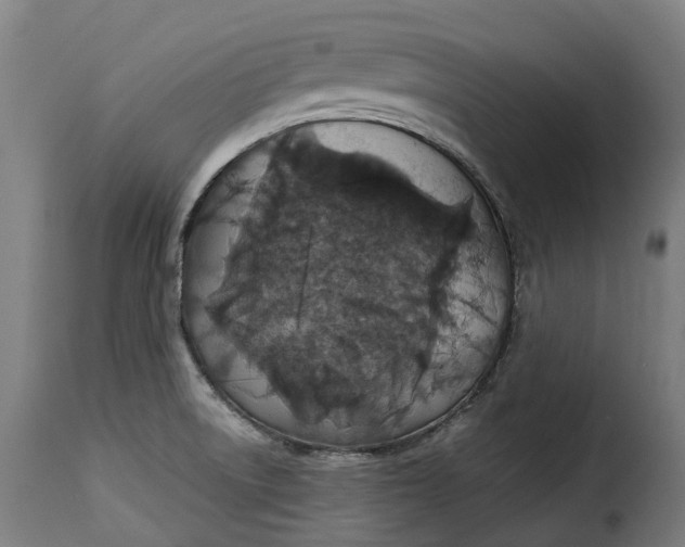 X0000115271522200911201717
