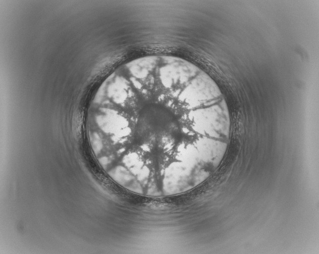 X0000115270742200911271945