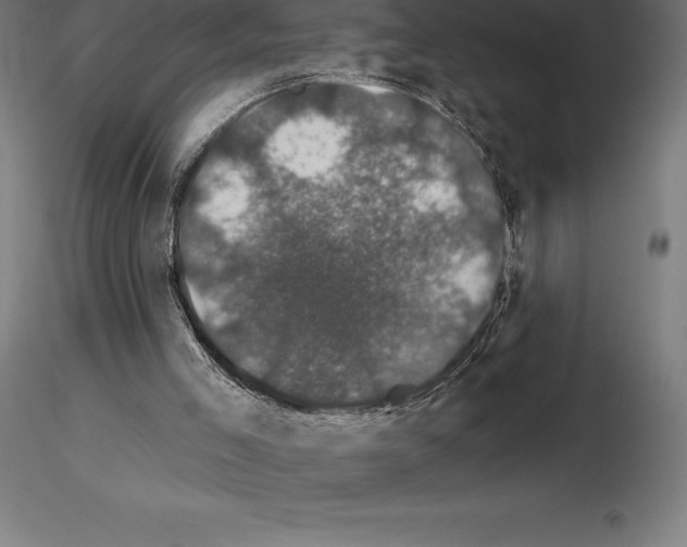 X0000115270005200912111213