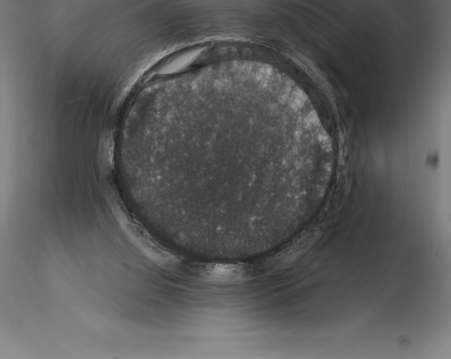 X0000115270060200912111212