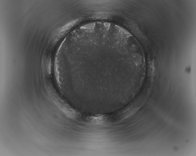 X0000115270068200912111212