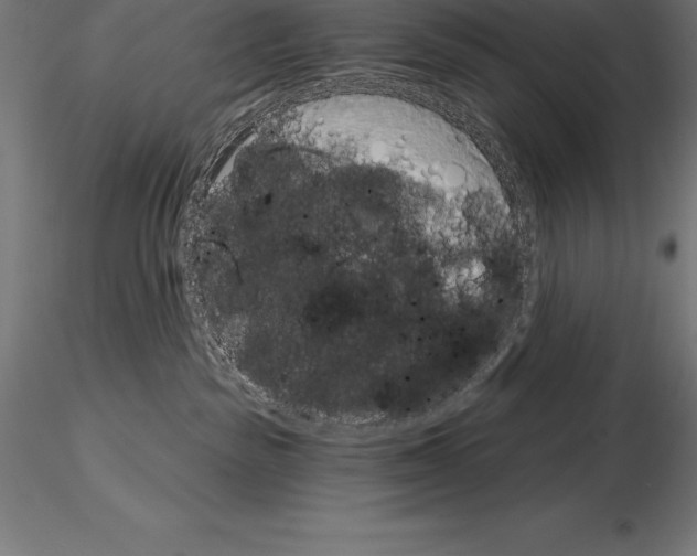 X0000115270189200912111211