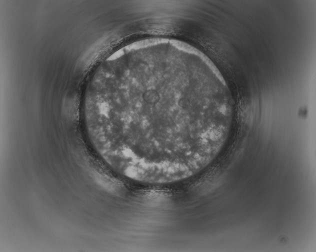 X0000115270303200912111209