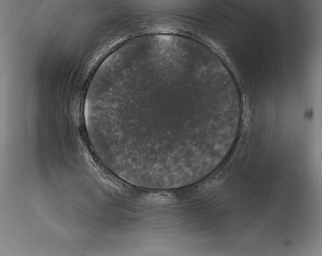 X0000115270386200912111208