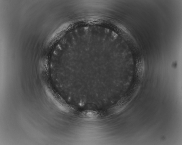 X0000115270506200912111206