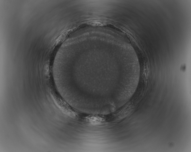 X0000115270512200912111206