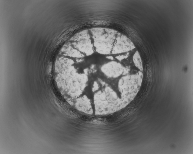 X0000115270550200912111205