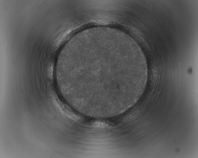 X0000115270596200912111205