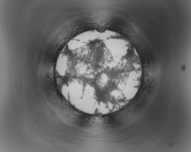 X0000115270613200912111204