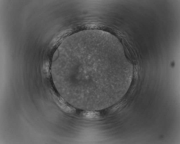 X0000115270670200912111204