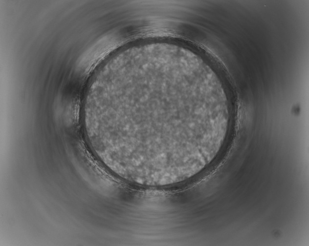 X0000115270777200912111202