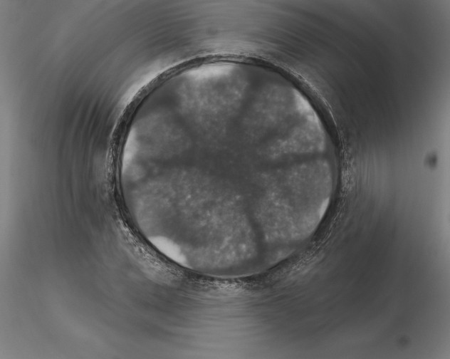 X0000115270975200912111159