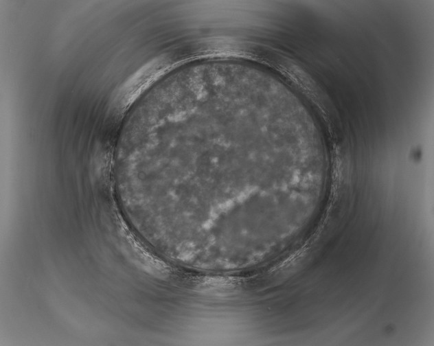 X0000115270985200912111159