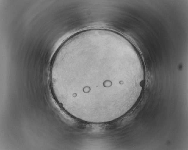 X0000115271005200912111158