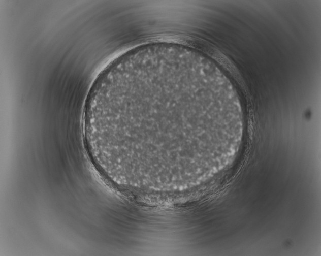 X0000115271028200912111158